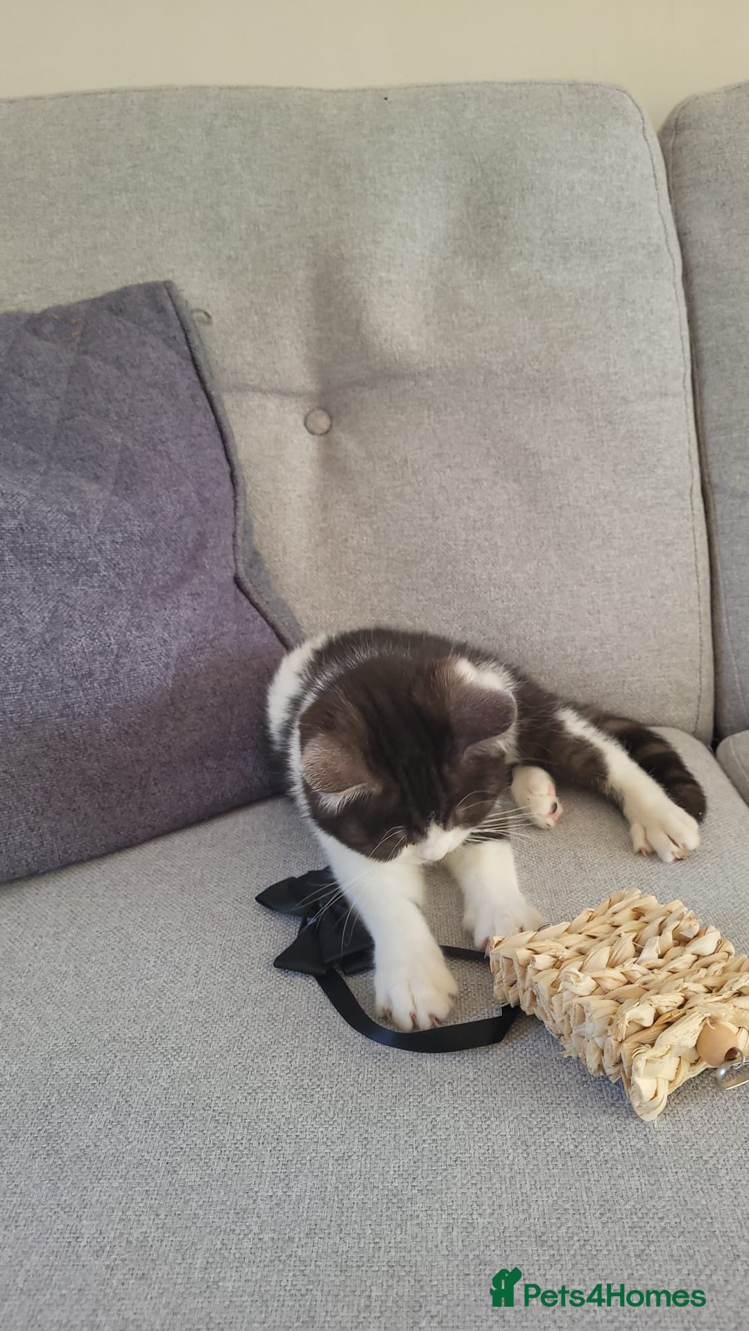 British Shorthair cats for sale: Little Man Waiting For His Forever Home! So Cuddly - Image 5