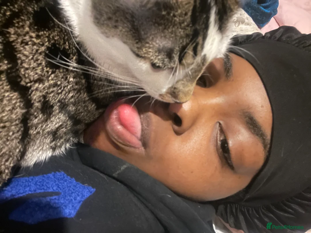 Bengal cats for sale: Two bengal kittens - Advert 7