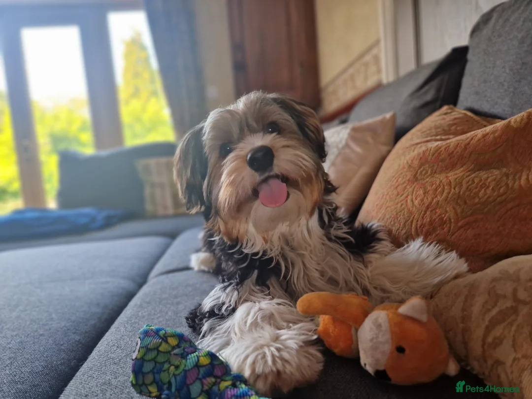 Biewer Terrier dogs for stud: 1 year old Biewer Terrier for stud - Advert 6