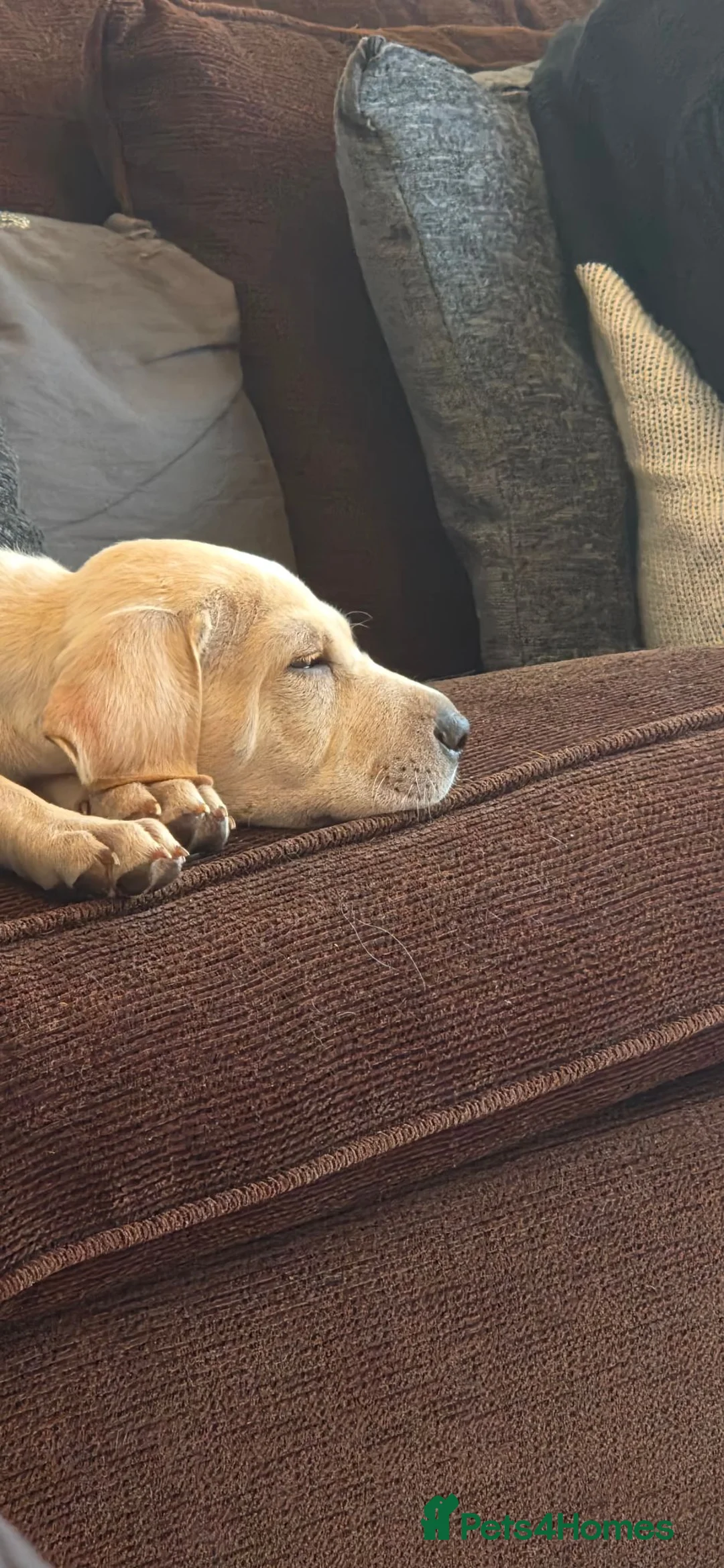 Mixed Breed dogs for sale: Labrador x bulldog  - Advert 2