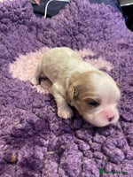 Cavalier King Charles Spaniel dogs Specialist Health Tested Cavalier King Charles - Advert 9