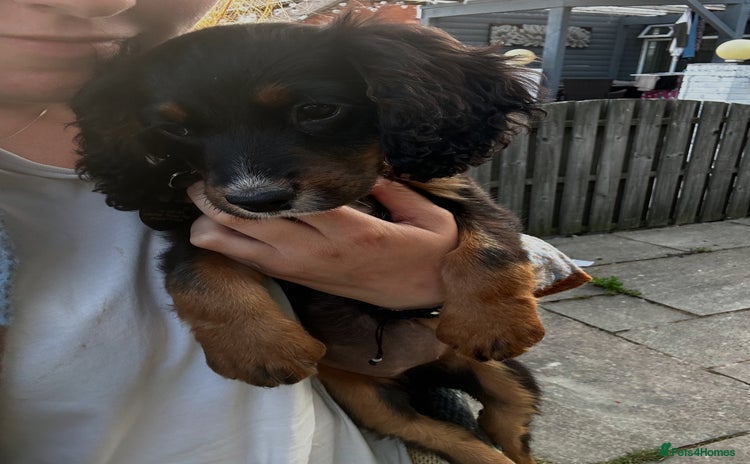 Cocker Spaniel dogs for sale - Advert 3