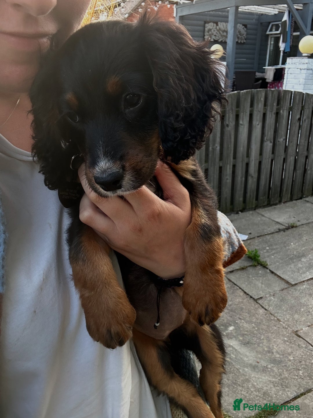 Cocker Spaniel dogs for sale: Trained Cocker Spaniel for sale  - Image 1
