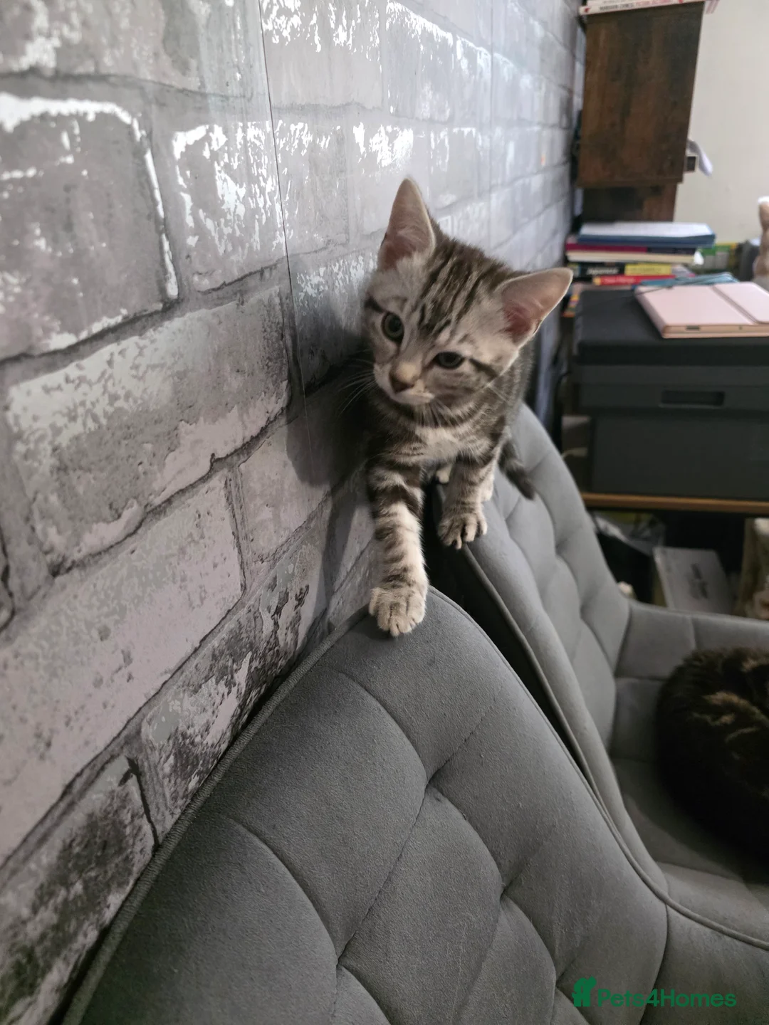 Mixed Breed cats for sale: Loveley Kittens looking for home - Advert 11