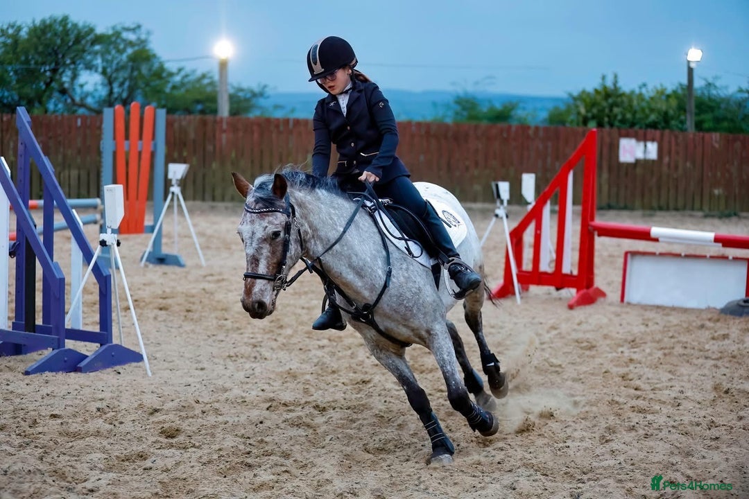 Appaloosa horses for sale: 13.1 hh Appaloosa Mare  - Image 2
