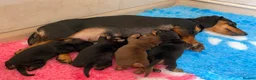 Miniature Dachshund dogs for sale: RKC Registered Miniature Smooth Haired Dachshunds - Advert 4