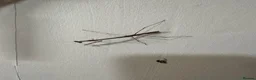 Stick Insects invertebrates for sale: Baby Stick Insects & Various Mantids Available! - Advert 9