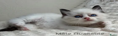 Ragdoll 2