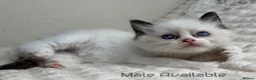 Ragdoll cats for sale: Pure Ragdoll Kitties  - Advert 8