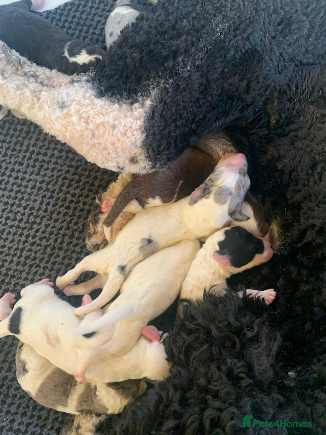 Sheepadoodle dogs for sale: Medium Size Sheepadoodle F1b.  - Advert 11