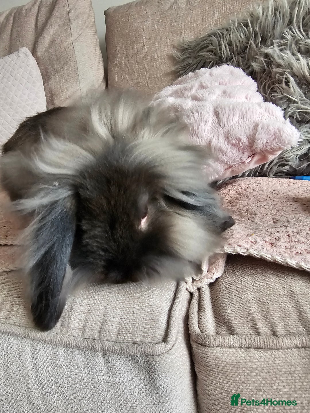 Mixed Breed rabbits for sale: Two female 3 month old bunnys - Advert 1