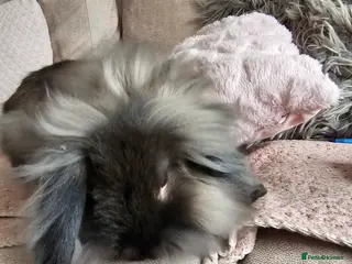 Mixed Breed rabbits Two female 3 month old bunnys - Advert 21