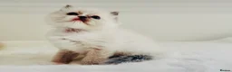 Ragdoll cats for sale: Full pedigree Champion line Ragdoll kittens ❤️😻 - Advert 15