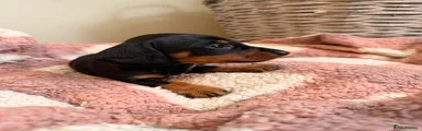 Miniature Dachshund 4