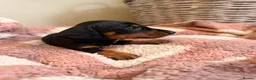 Miniature Dachshund dogs for sale: KC Miniature Smooth Dachshund Puppies - Advert 3