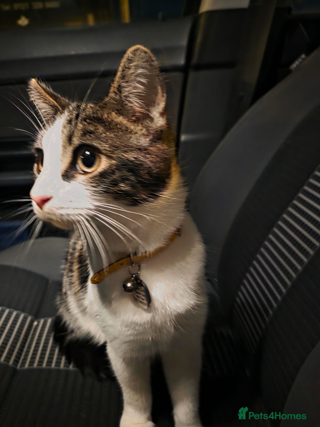 Domestic Shorthair cats for sale: 6 month Old Calico Shorthair looking for a home - Advert 2