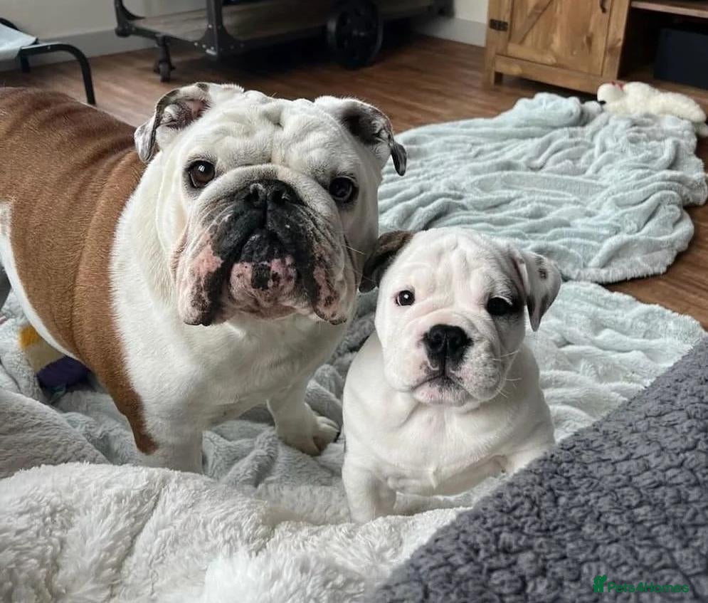 English Bulldog dogs Charming PURE English Bulldogs - 2 Boys & 1 Girl - Advert 11