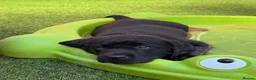 Labrador Retriever dogs for sale: Labrador puppies in Waterlooville - Advert 6