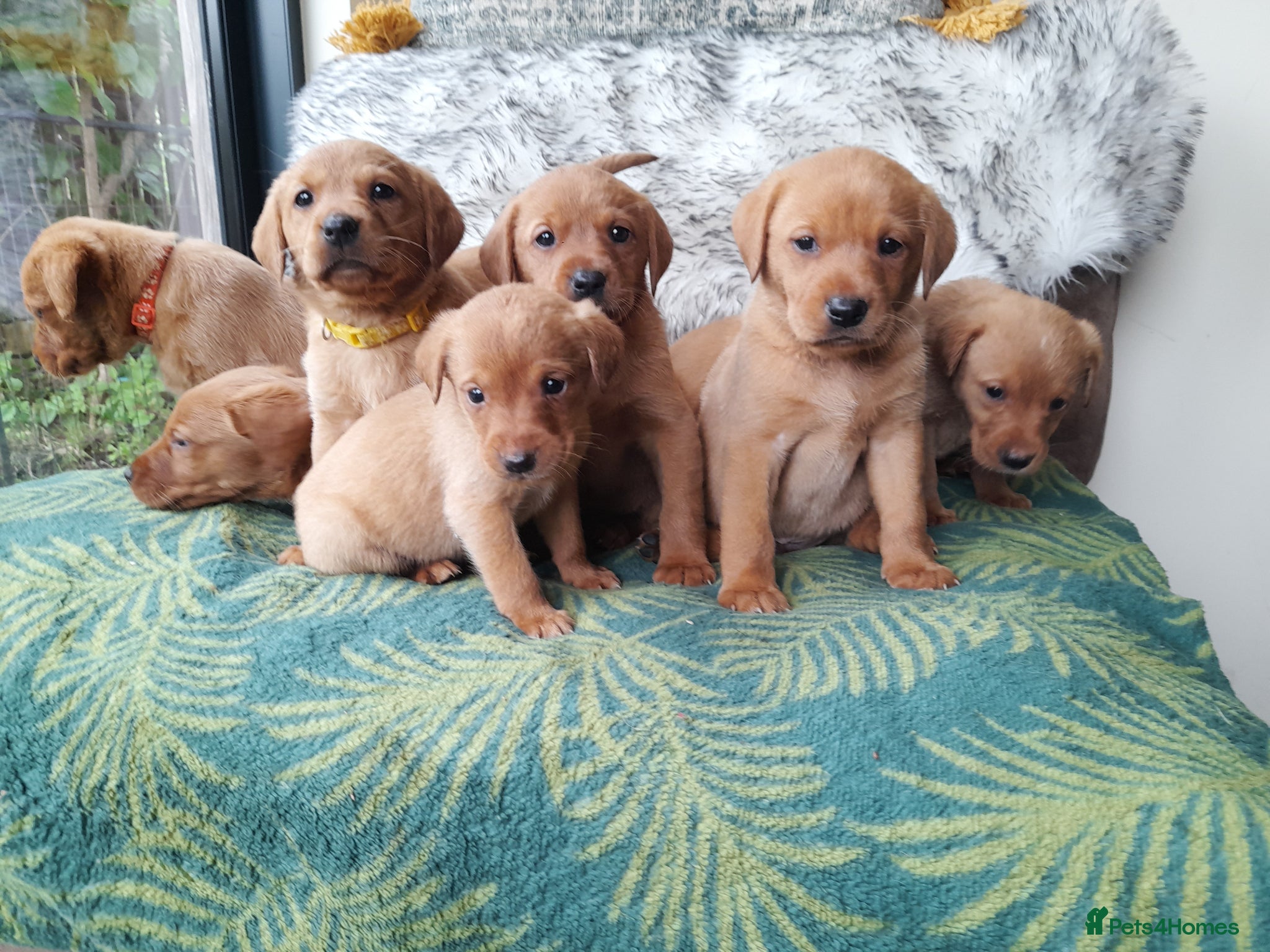 Labrador Retriever dogs Fox red labrador puppies  - Advert 11