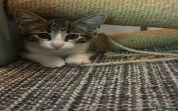 Savannah cats for sale: Savannah  - Image 2
