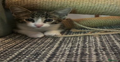 Savannah cats - Advert 10