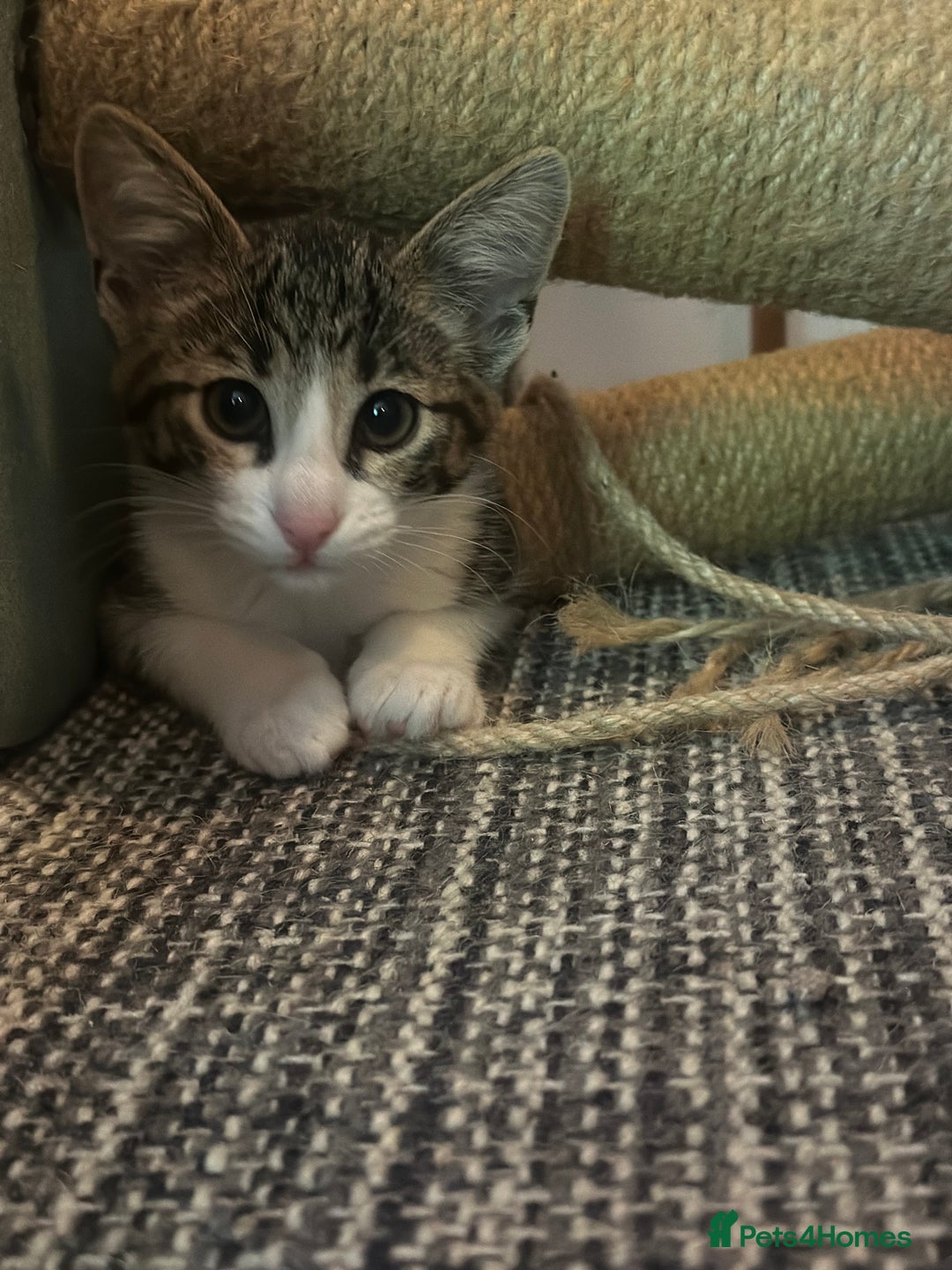 Savannah cats for sale: Savannah  - Image 2