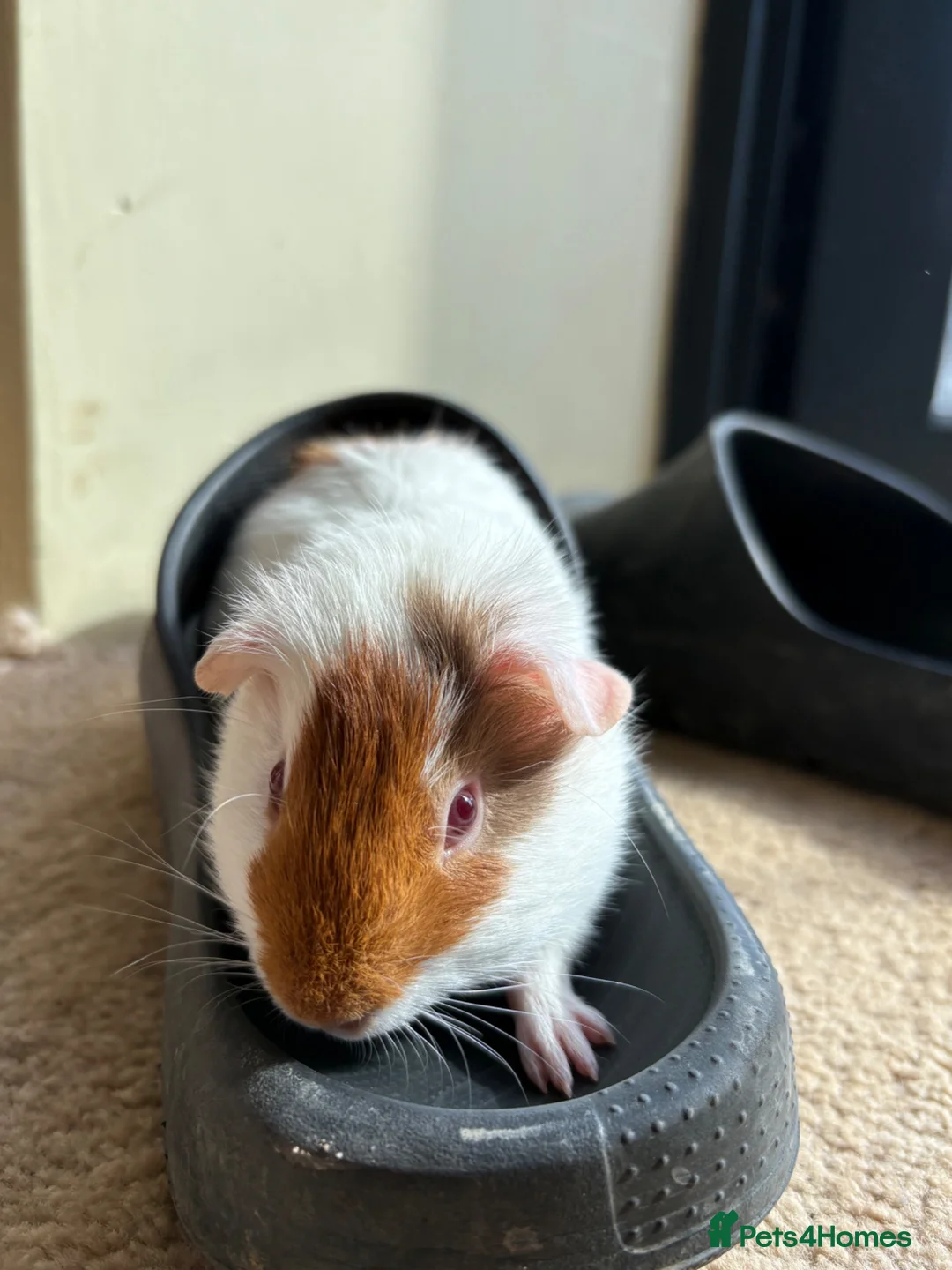 Guinea Pig rodents for sale: One female and one male guinea pig - Advert 4