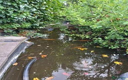 Koi Carp fish for sale: Koi Carp for sale Bedworth  - Image 2