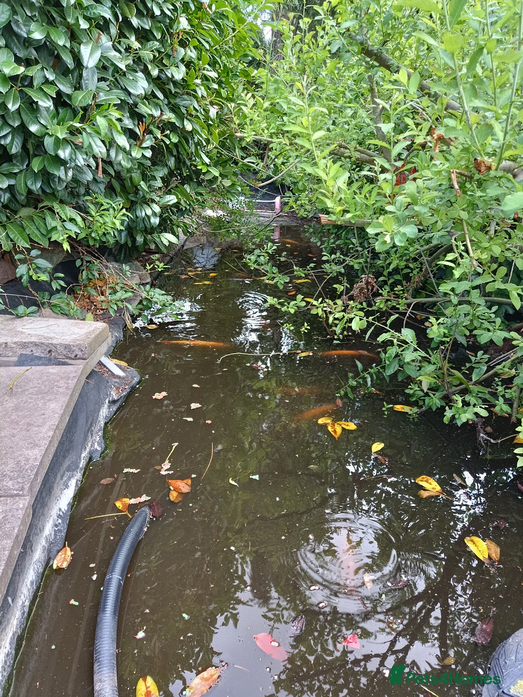 Koi Carp fish for sale: Koi Carp for sale Bedworth  - Image 2