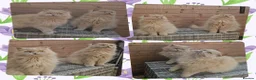 British Longhair cats for sale: 2 stunning pedigree girls. - Advert 4