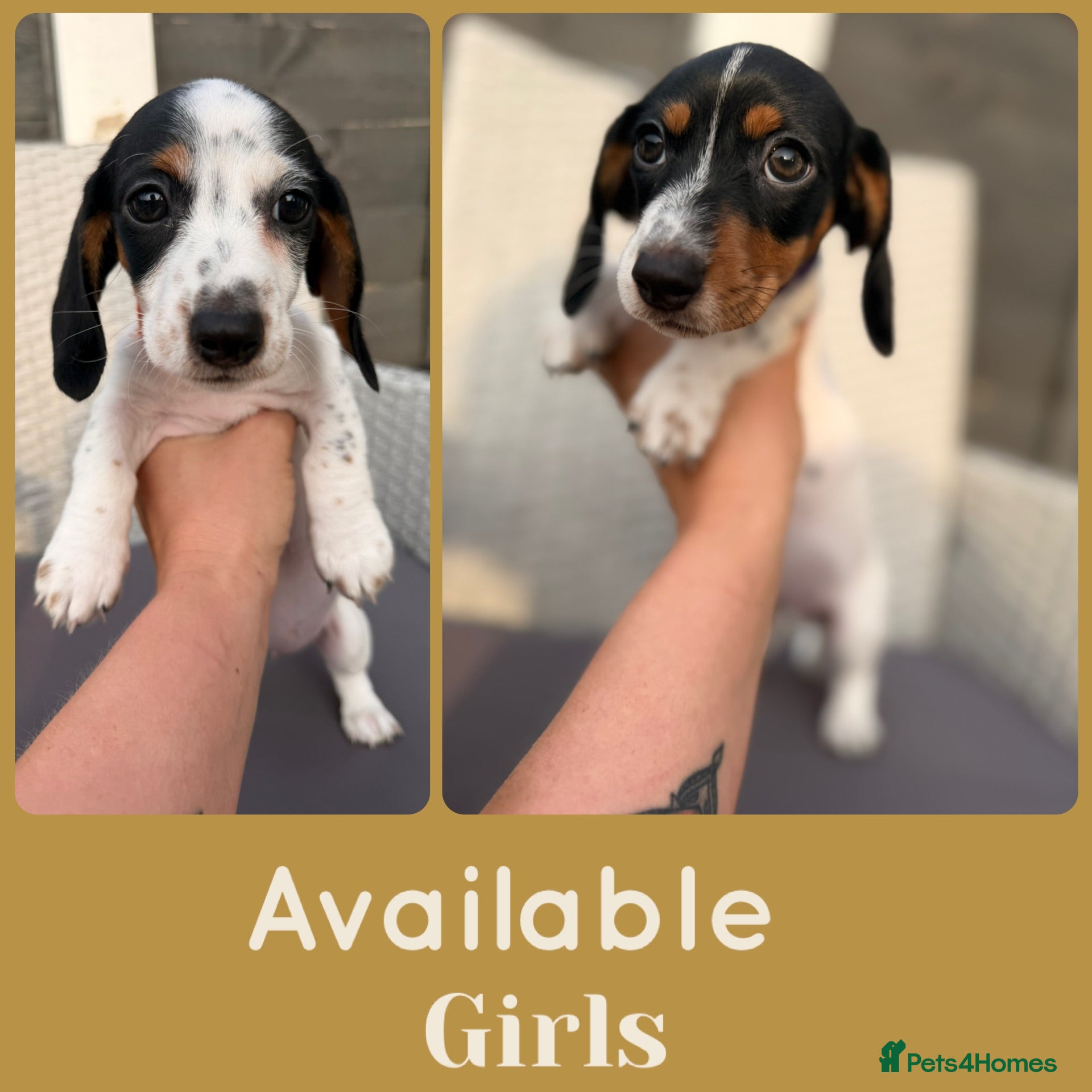 Dachshund dogs 2 adorable small dachshund girls available  - Advert 1