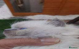 Ragdoll cats for sale: BEAUTIFUL PURE RAGDOLL KITTENS - Image 12