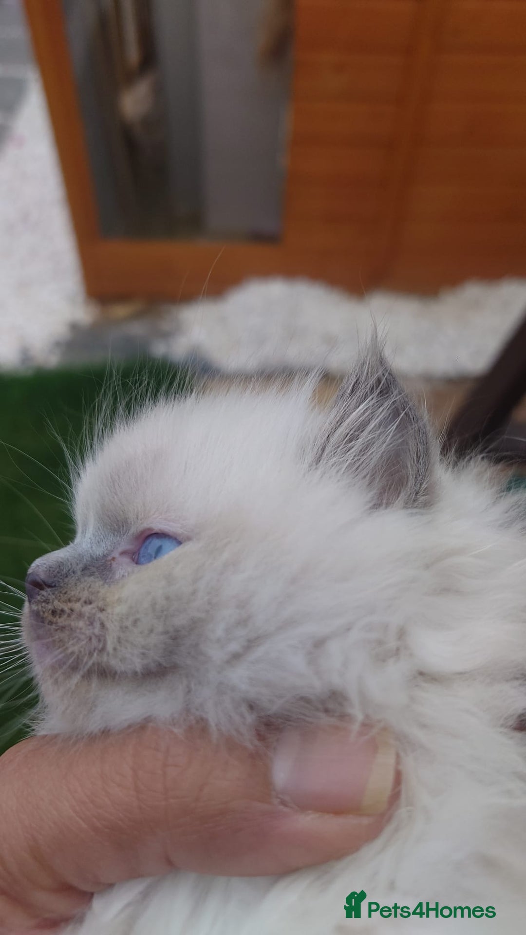 Ragdoll cats for sale: BEAUTIFUL PURE RAGDOLL KITTENS - Image 12