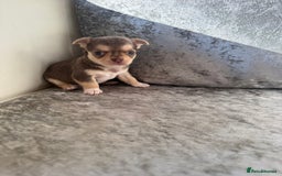 Chihuahua dogs for sale: Exquisite Chihuahua puppies ready now  - Image 10