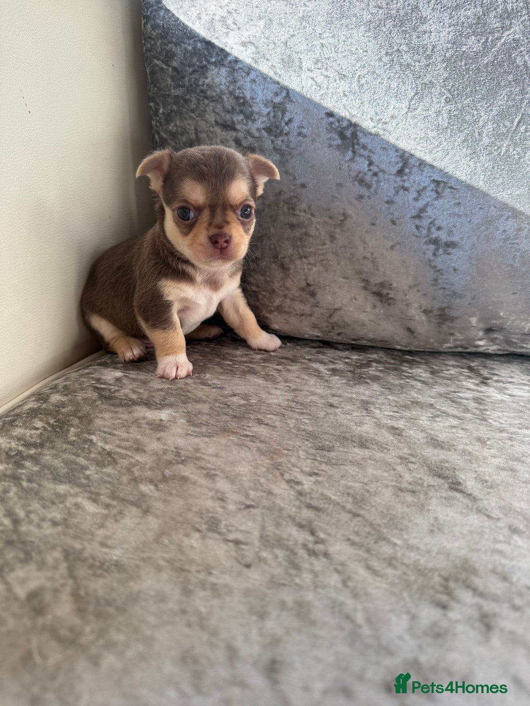 Chihuahua dogs for sale: Exquisite Chihuahua puppies ready now  - Image 10