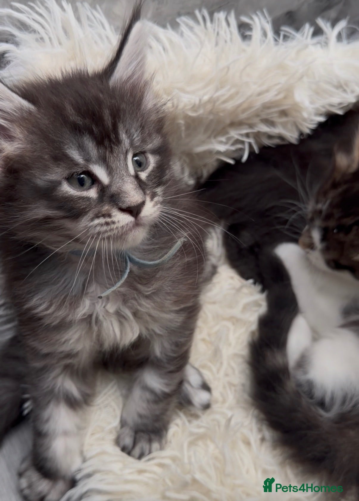 Maine Coon cats 6 beautiful Maine coon kittens  - Advert 15