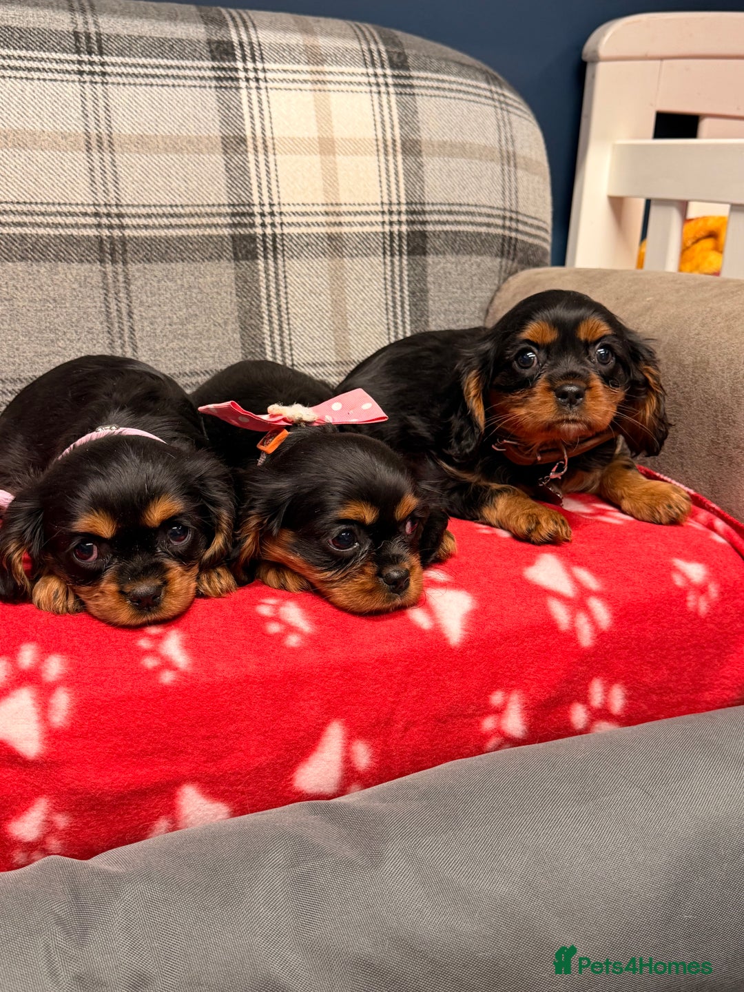 Cavalier King Charles Spaniel dogs for sale: 🐶 Beautiful Cavalier King Charles  Puppies 🐶 - Advert 24