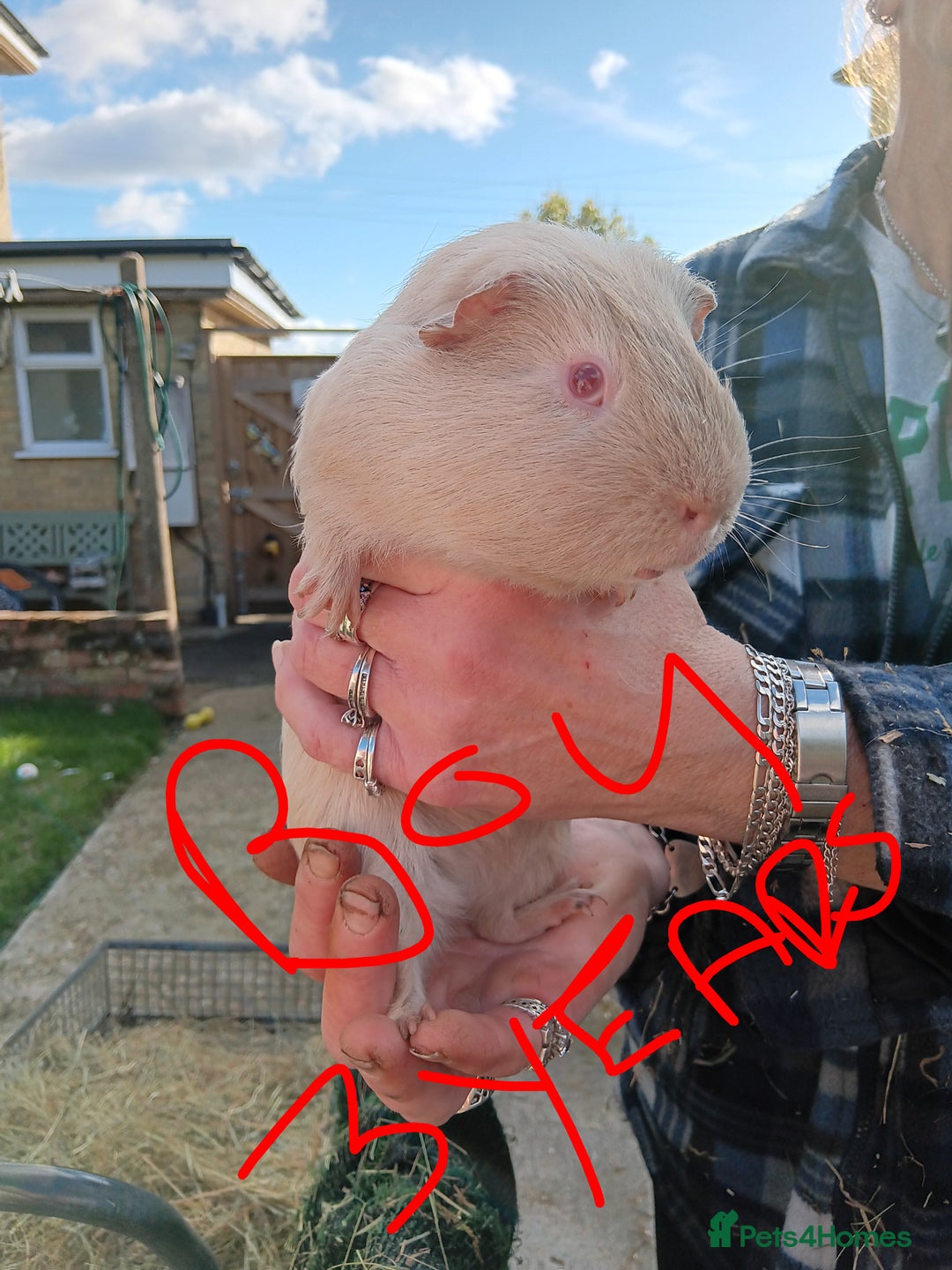 Guinea Pig rodents for sale: Guinea pigs  - Image 2