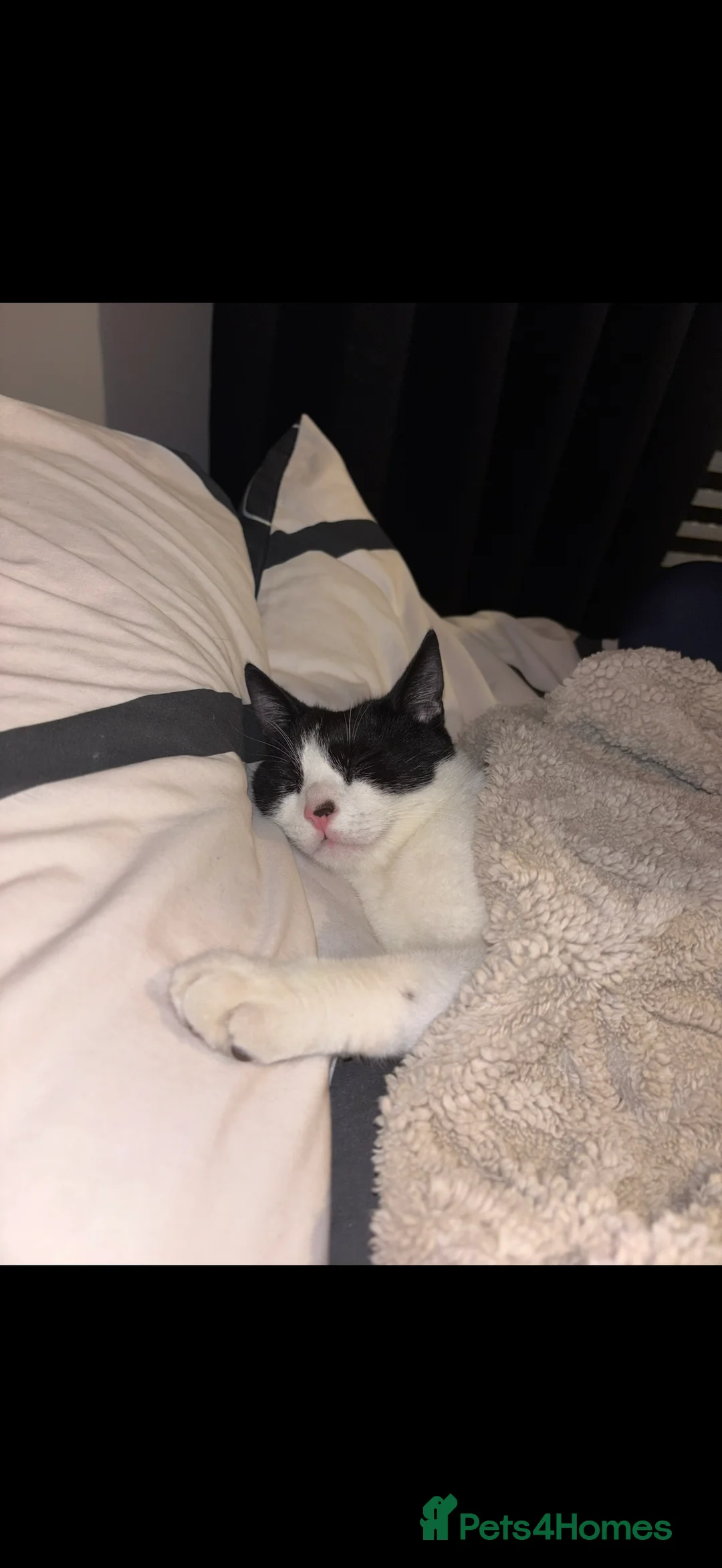 Mixed Breed cats for sale: Male cat 1 year old in London - Advert 2