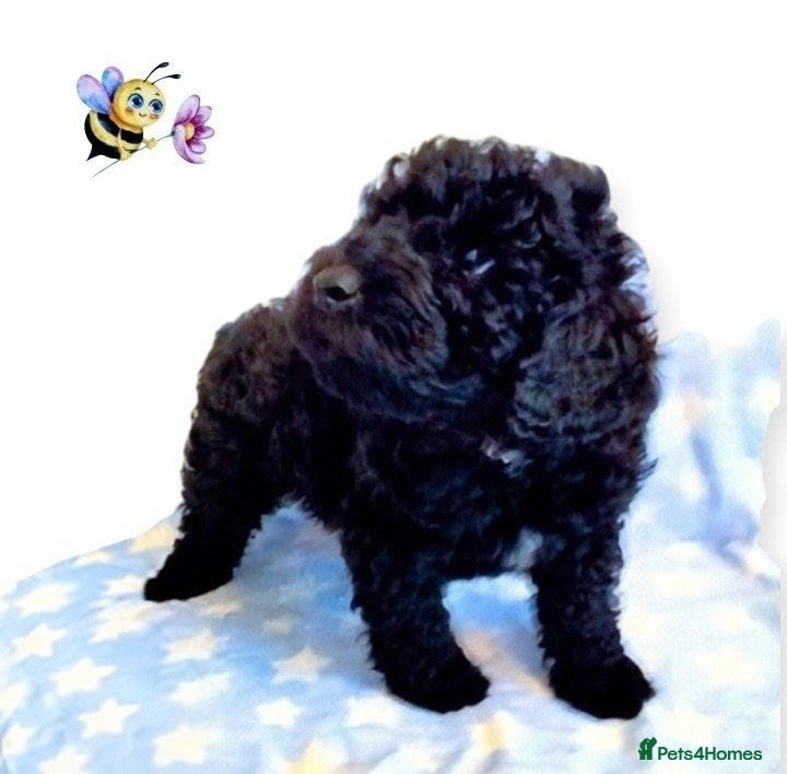 Cavapoo dogs 8wks Old Ready To Leave F2B Cavapoo's HealthTested - Advert 16