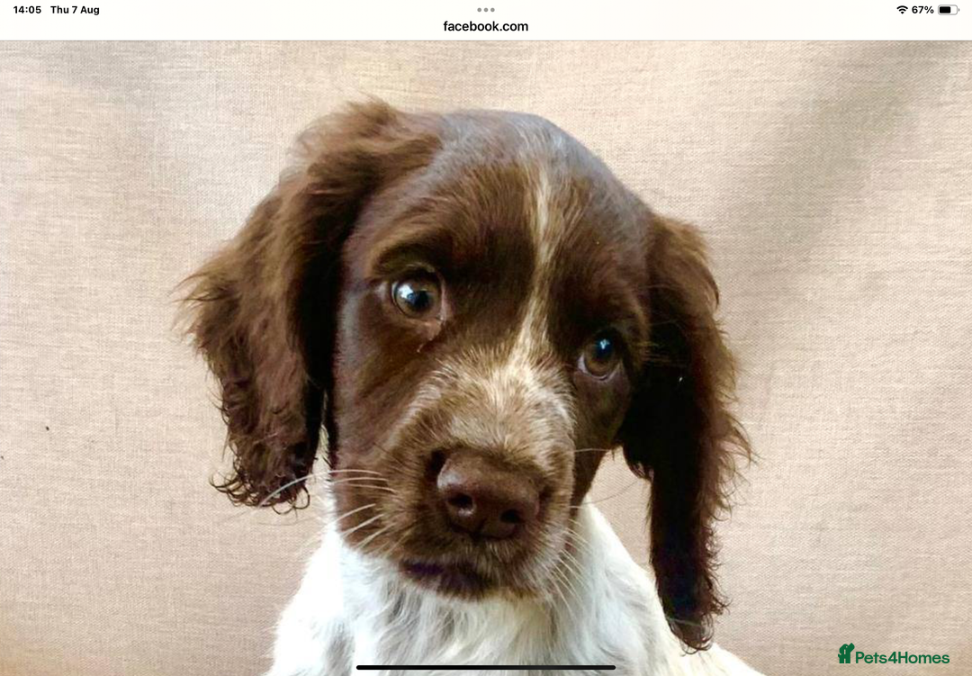 Cocker Spaniel dogs for stud: Boris (Bryn Rhos Major) for stud in Ammanford - Advert 17