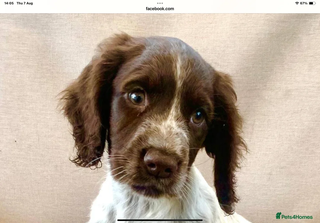 Cocker Spaniel dogs for stud: Boris (Bryn Rhos Major) for stud in Ammanford - Advert 17