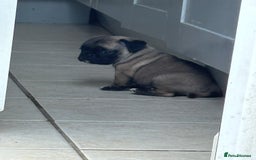 Mixed Breed dogs for sale: Pug X puppies for sale-  1 girl 1 boy - Image 18