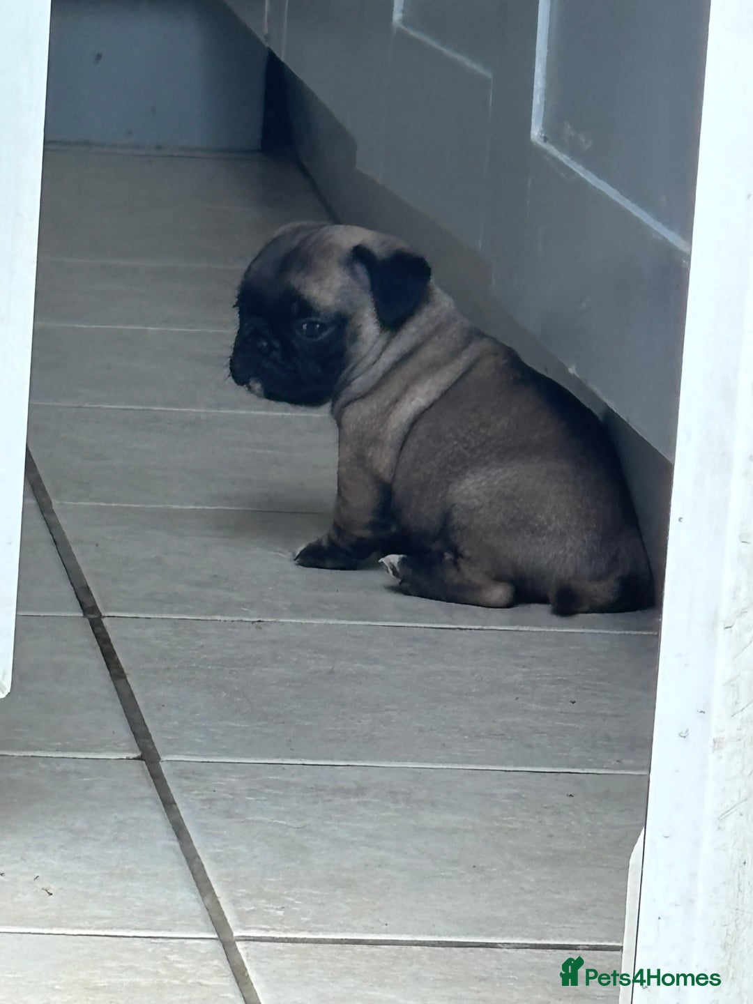 Mixed Breed dogs for sale: Pug X puppies for sale-  1 girl 1 boy - Image 18