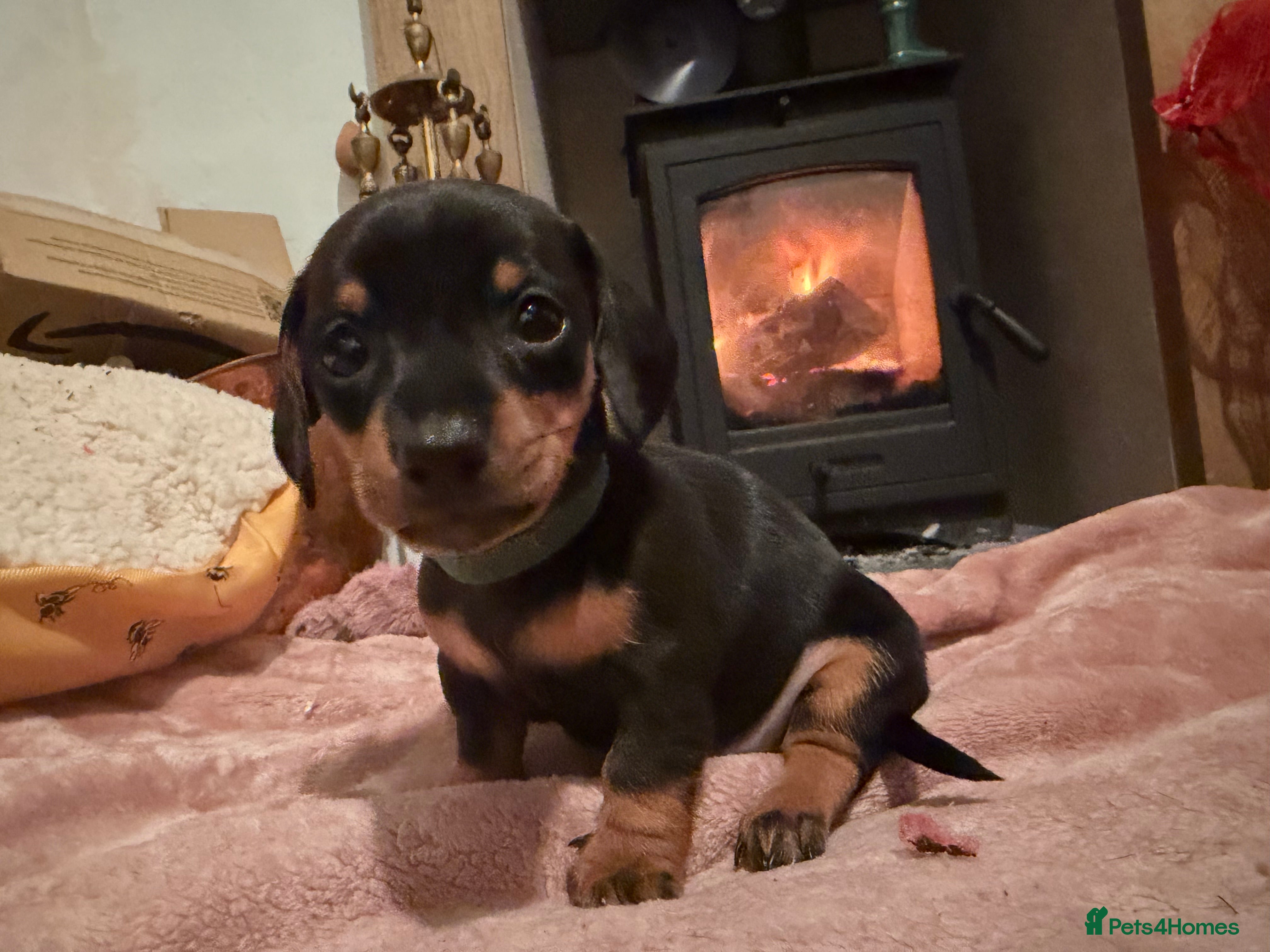 Miniature Dachshund dogs Beautiful miniatures for sale - ready 17th january - Advert 3