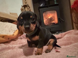 Miniature Dachshund dogs Beautiful miniatures for sale - ready 17th january - Advert 3