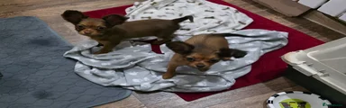 Russian Toy Terrier 2