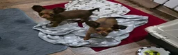 Russian Toy Terrier dogs for sale: Russian Toy long-haired puppies  - Advert 2