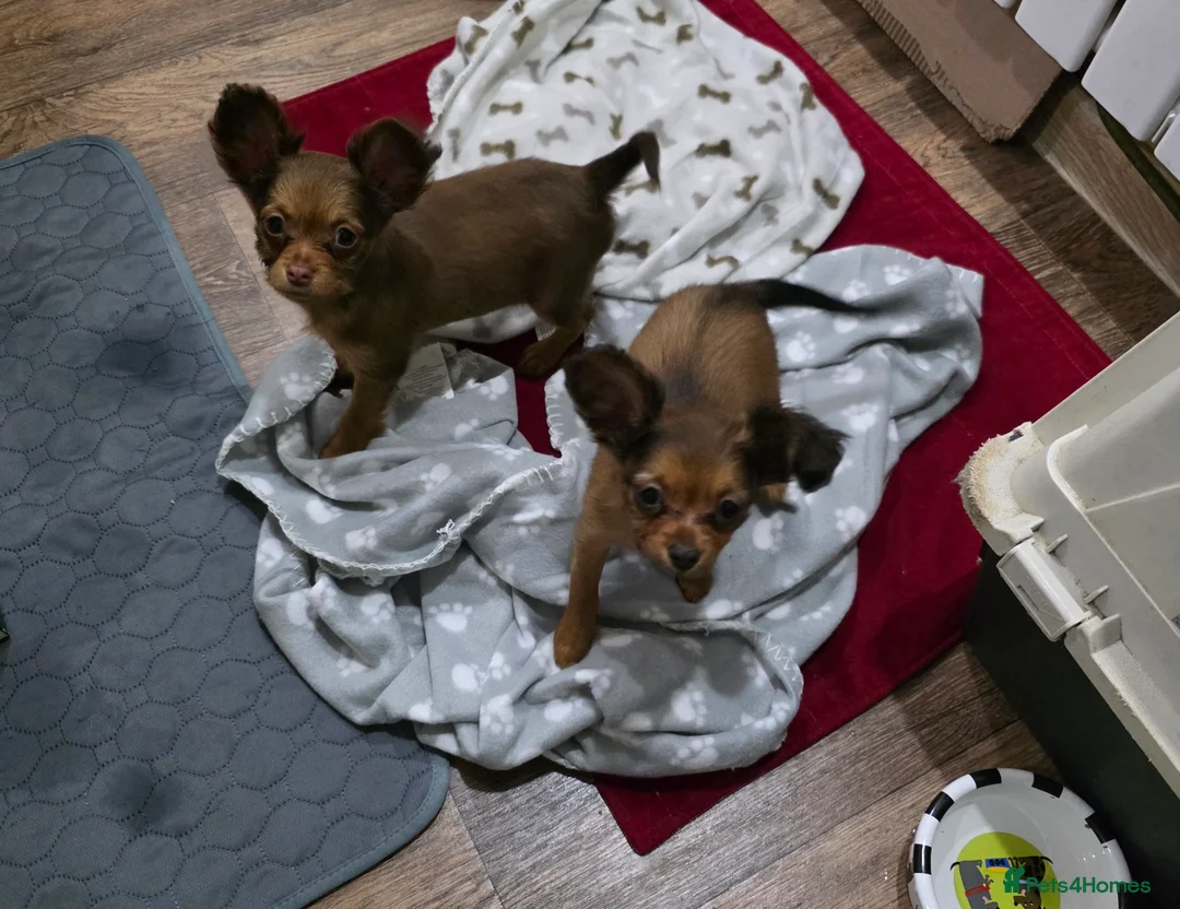 Russian Toy Terrier dogs for sale: Russian Toy long-haired puppies  - Advert 2