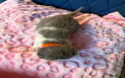 British Shorthair cats for sale: Pure British Shorthair Champion line 🥇🏆😻  - Image 16